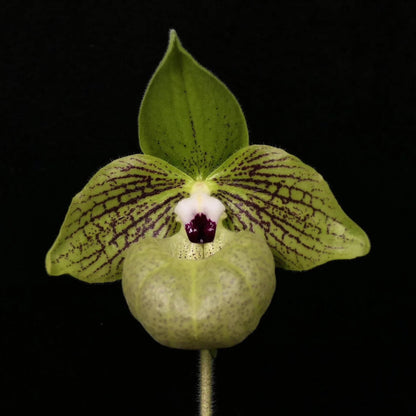 Paphiopedilum malipoense S.C.Chen & Z.H.Tsi is a lithophytic or terrestrial Paphiopedilum native to southern China and northern Vietnam. It grows mainly on limestone formations and in leaf litter of montane cloud forests, generally in partial shade at about 450–1,450 m elevation. It is especially prized for its beautiful green tessellated foliage, purple-marked leaf undersides, large green flowers and pleasant apple-to-raspberry fragrance.