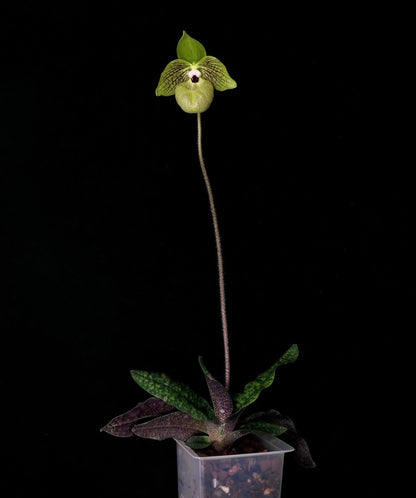 Paphiopedilum malipoense S.C.Chen & Z.H.Tsi is a lithophytic or terrestrial Paphiopedilum native to southern China and northern Vietnam. It grows mainly on limestone formations and in leaf litter of montane cloud forests, generally in partial shade at about 450–1,450 m elevation. It is especially prized for its beautiful green tessellated foliage, purple-marked leaf undersides, large green flowers and pleasant apple-to-raspberry fragrance.