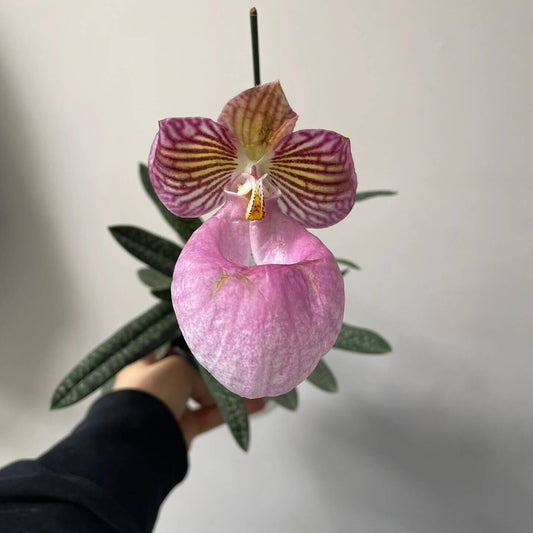 Paphiopedilum micranthum is a small to medium-sized terrestrial or lithophytic slipper orchid native to southern China and northern Vietnam, where it grows on steep limestone cliffs and forested slopes at elevations of about 600–1700 meters.