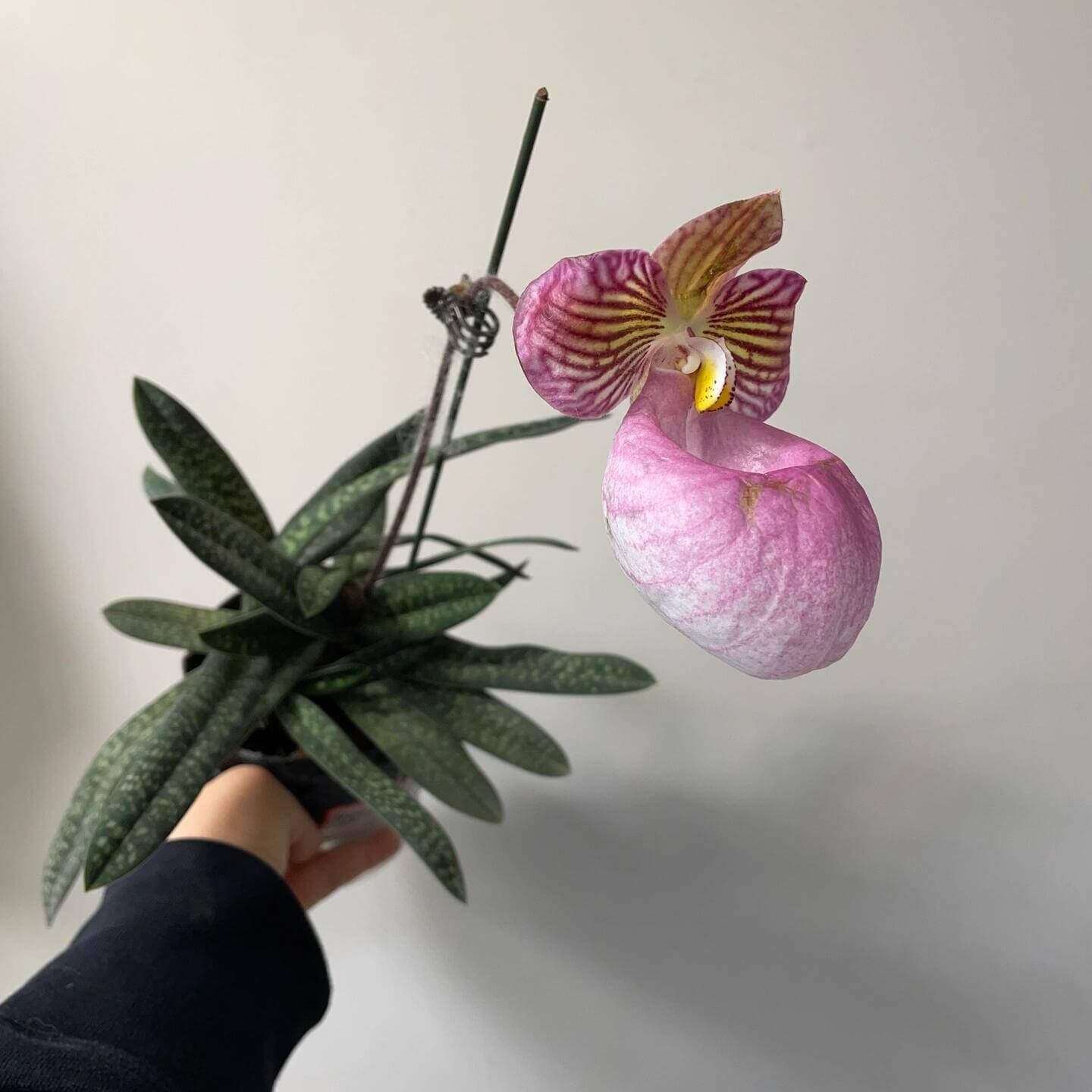 Paphiopedilum micranthum is a small to medium-sized terrestrial or lithophytic slipper orchid native to southern China and northern Vietnam, where it grows on steep limestone cliffs and forested slopes at elevations of about 600–1700 meters.
