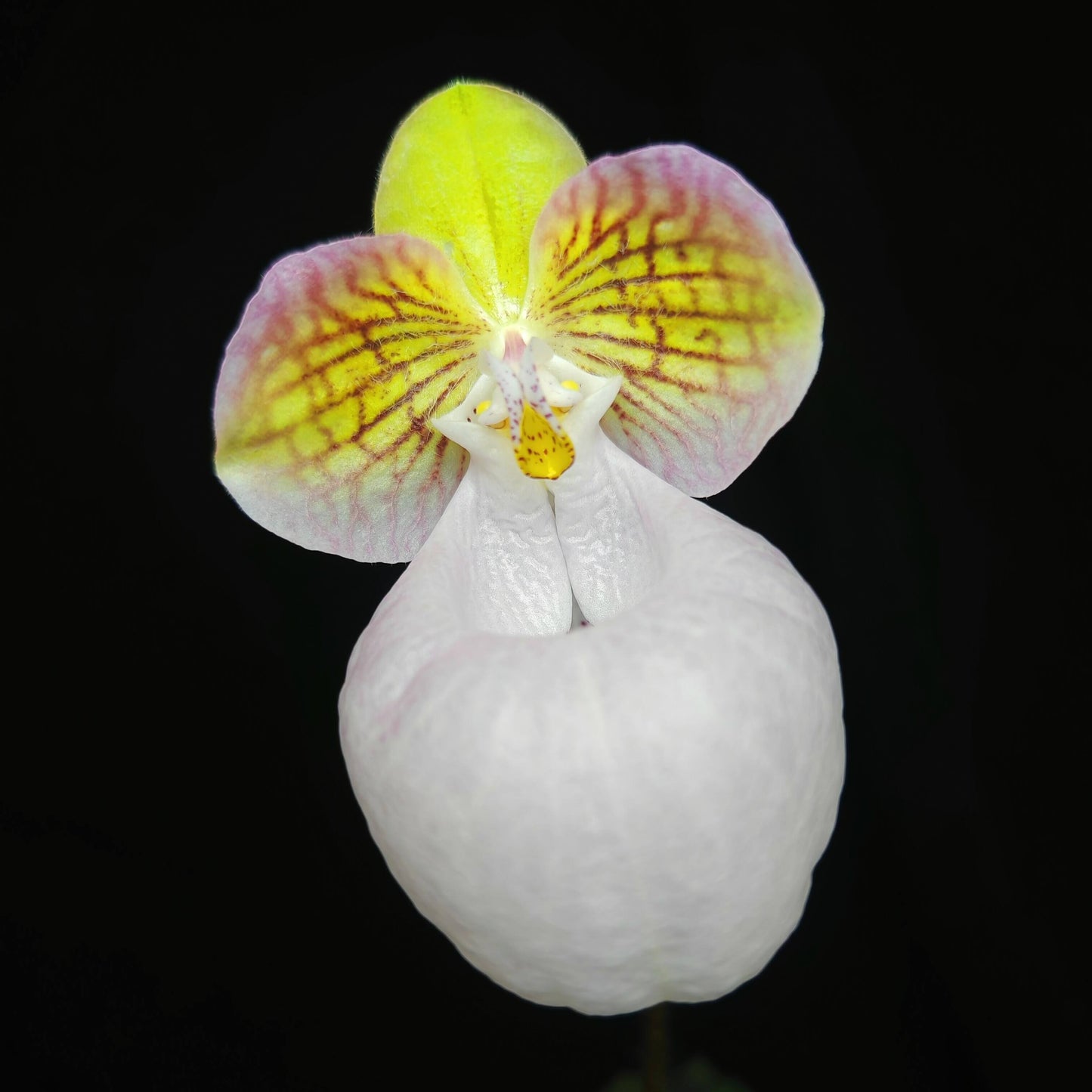Paphiopedilum micranthum var. eburneum is a rare color form of Paphiopedilum micranthum, a limestone-dwelling slipper orchid from southern China and northern Vietnam, distinguished by its elegant ivory to creamy-white flowers with a soft blush rather than the typical pink tones of the species.