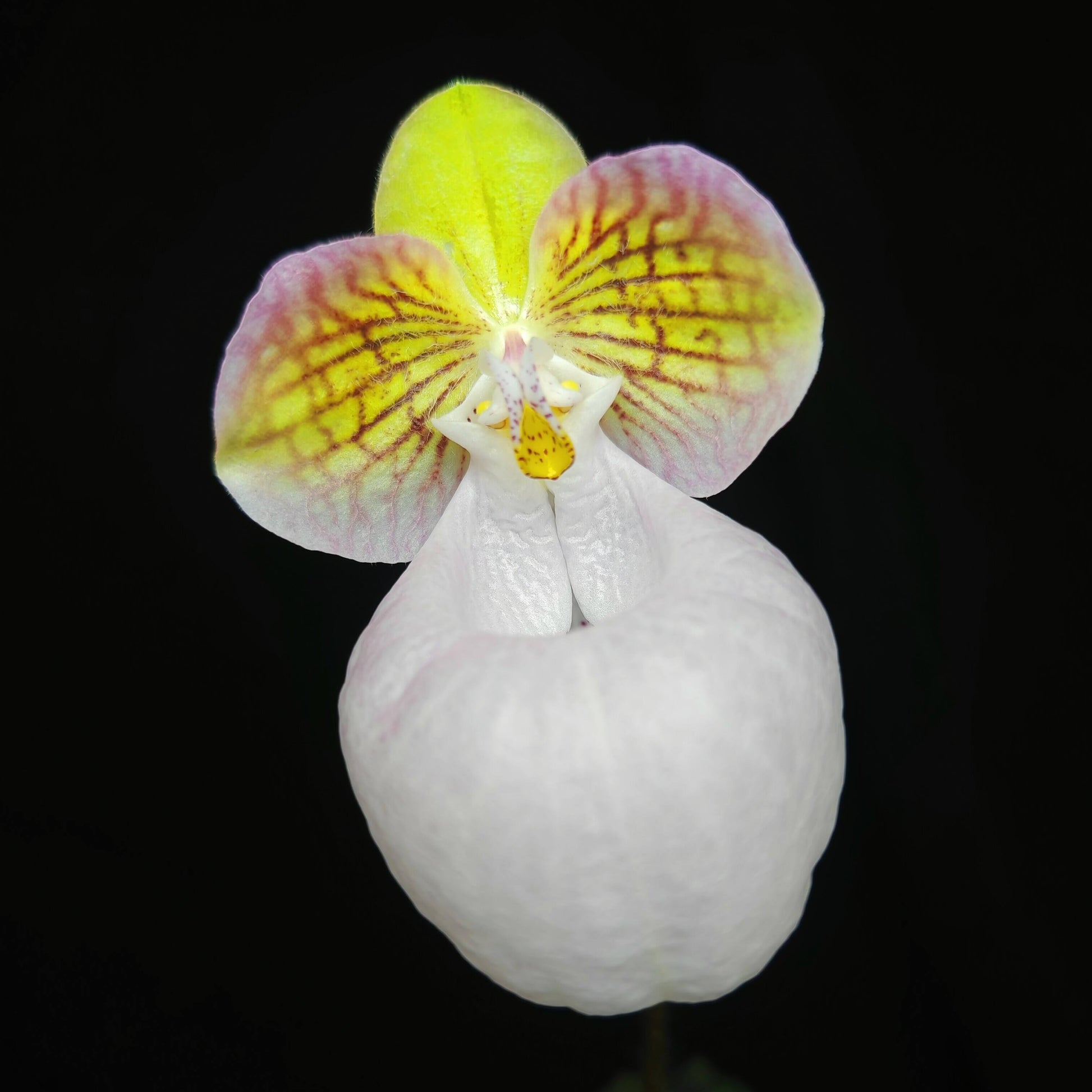 Paphiopedilum micranthum var. eburneum is a rare color form of Paphiopedilum micranthum, a limestone-dwelling slipper orchid from southern China and northern Vietnam, distinguished by its elegant ivory to creamy-white flowers with a soft blush rather than the typical pink tones of the species.
