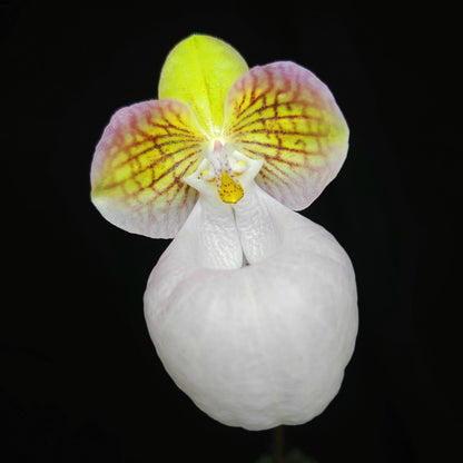 Paphiopedilum micranthum var. eburneum is a rare color form of Paphiopedilum micranthum, a limestone-dwelling slipper orchid from southern China and northern Vietnam, distinguished by its elegant ivory to creamy-white flowers with a soft blush rather than the typical pink tones of the species.