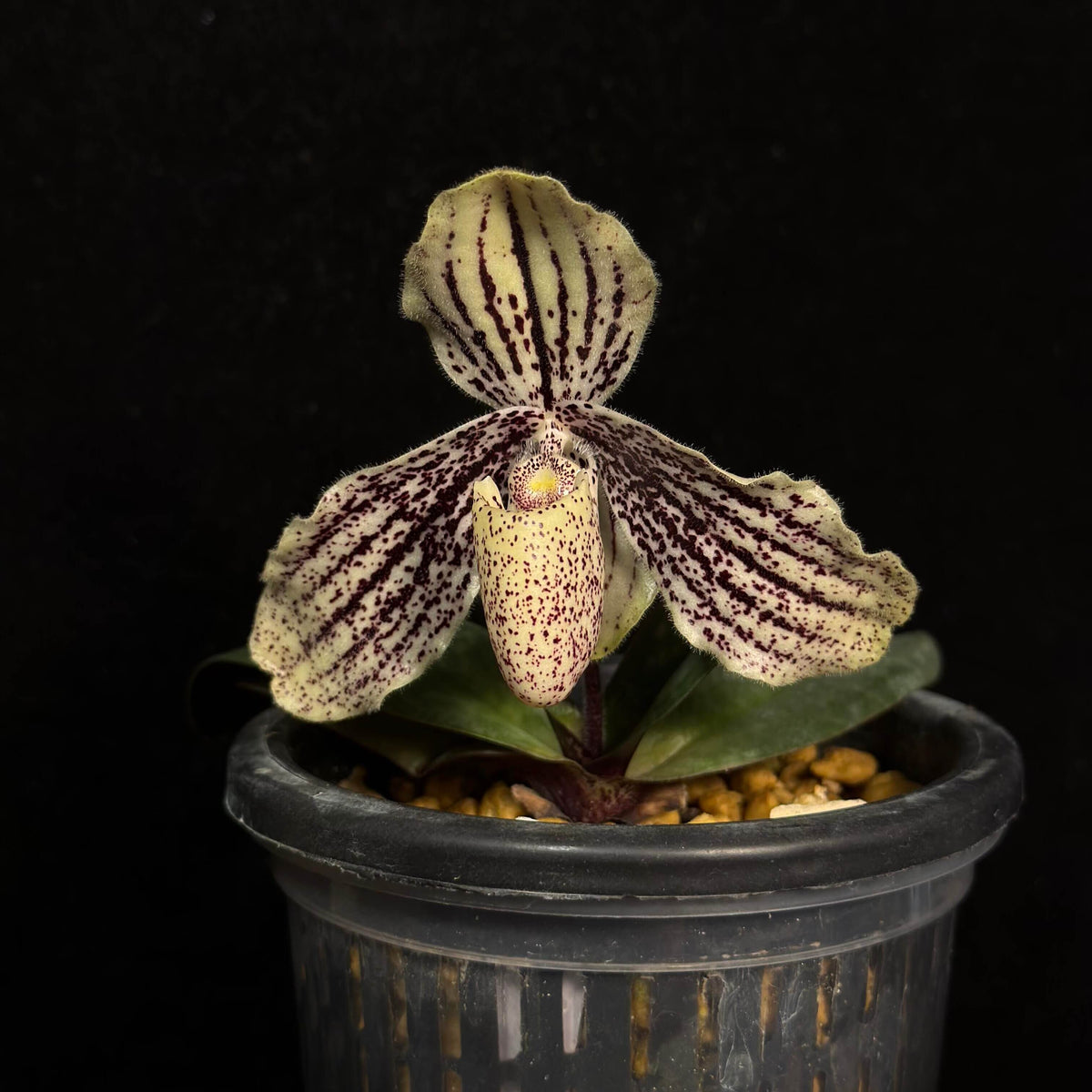 Paphiopedilum myanmaricum is a rare Brachypetalum-section Paphiopedilum described from southern Myanmar in 2017. It grows in wet tropical habitats, particularly on steep limestone cliffs and rocky slopes in evergreen forest and scrub at relatively low elevations of about 200–400 m. The plant is compact, with 4–6 short, leathery, tessellated leaves. The undersides of the leaves are notably purple, while the flowers are borne singly on a short, pendent inflorescence.