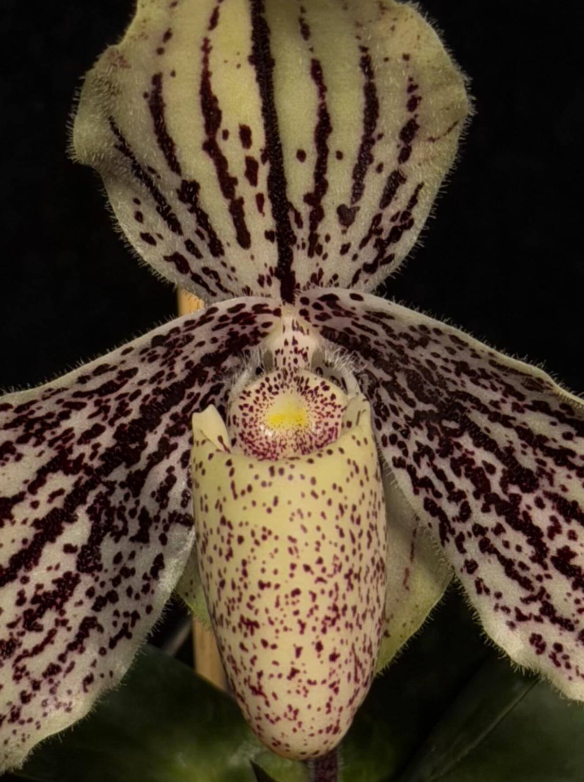 Paphiopedilum myanmaricum is a rare Brachypetalum-section Paphiopedilum described from southern Myanmar in 2017. It grows in wet tropical habitats, particularly on steep limestone cliffs and rocky slopes in evergreen forest and scrub at relatively low elevations of about 200–400 m. The plant is compact, with 4–6 short, leathery, tessellated leaves. The undersides of the leaves are notably purple, while the flowers are borne singly on a short, pendent inflorescence.