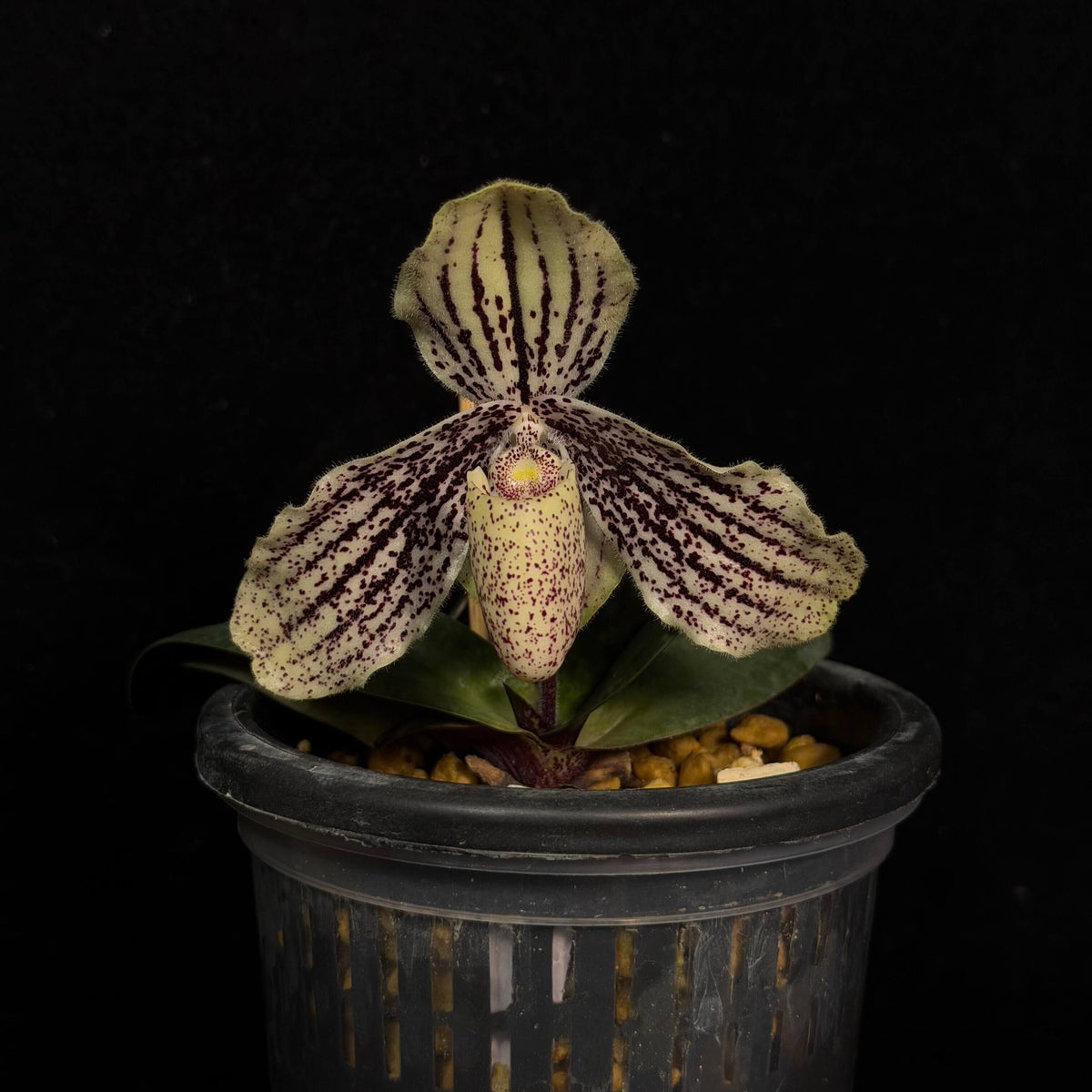 Paphiopedilum myanmaricum is a rare Brachypetalum-section Paphiopedilum described from southern Myanmar in 2017. It grows in wet tropical habitats, particularly on steep limestone cliffs and rocky slopes in evergreen forest and scrub at relatively low elevations of about 200–400 m. The plant is compact, with 4–6 short, leathery, tessellated leaves. The undersides of the leaves are notably purple, while the flowers are borne singly on a short, pendent inflorescence.