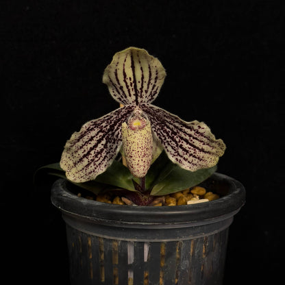 Paphiopedilum myanmaricum is a rare Brachypetalum-section Paphiopedilum described from southern Myanmar in 2017. It grows in wet tropical habitats, particularly on steep limestone cliffs and rocky slopes in evergreen forest and scrub at relatively low elevations of about 200–400 m. The plant is compact, with 4–6 short, leathery, tessellated leaves. The undersides of the leaves are notably purple, while the flowers are borne singly on a short, pendent inflorescence.