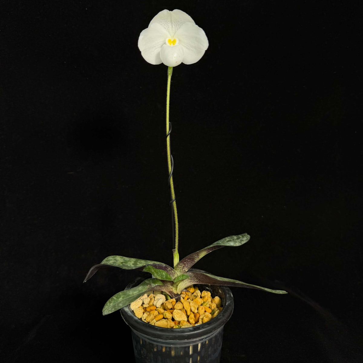 Paphiopedilum niveum is a compact Brachypetalum-section slipper orchid native from southern Thailand through Peninsular Malaysia, with populations on Borneo and nearby islands. It is a small, attractive species with 4–5 narrow, mottled green leaves, often showing purple coloration beneath. The flowers are predominantly white, usually marked with fine purple to reddish-purple spots, and have a rounded, fleshy appearance characteristic of the Brachypetalum group.