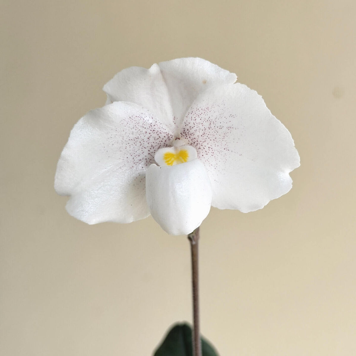 Paphiopedilum niveum is a compact Brachypetalum-section slipper orchid native from southern Thailand through Peninsular Malaysia, with populations on Borneo and nearby islands. It is a small, attractive species with 4–5 narrow, mottled green leaves, often showing purple coloration beneath. The flowers are predominantly white, usually marked with fine purple to reddish-purple spots, and have a rounded, fleshy appearance characteristic of the Brachypetalum group.