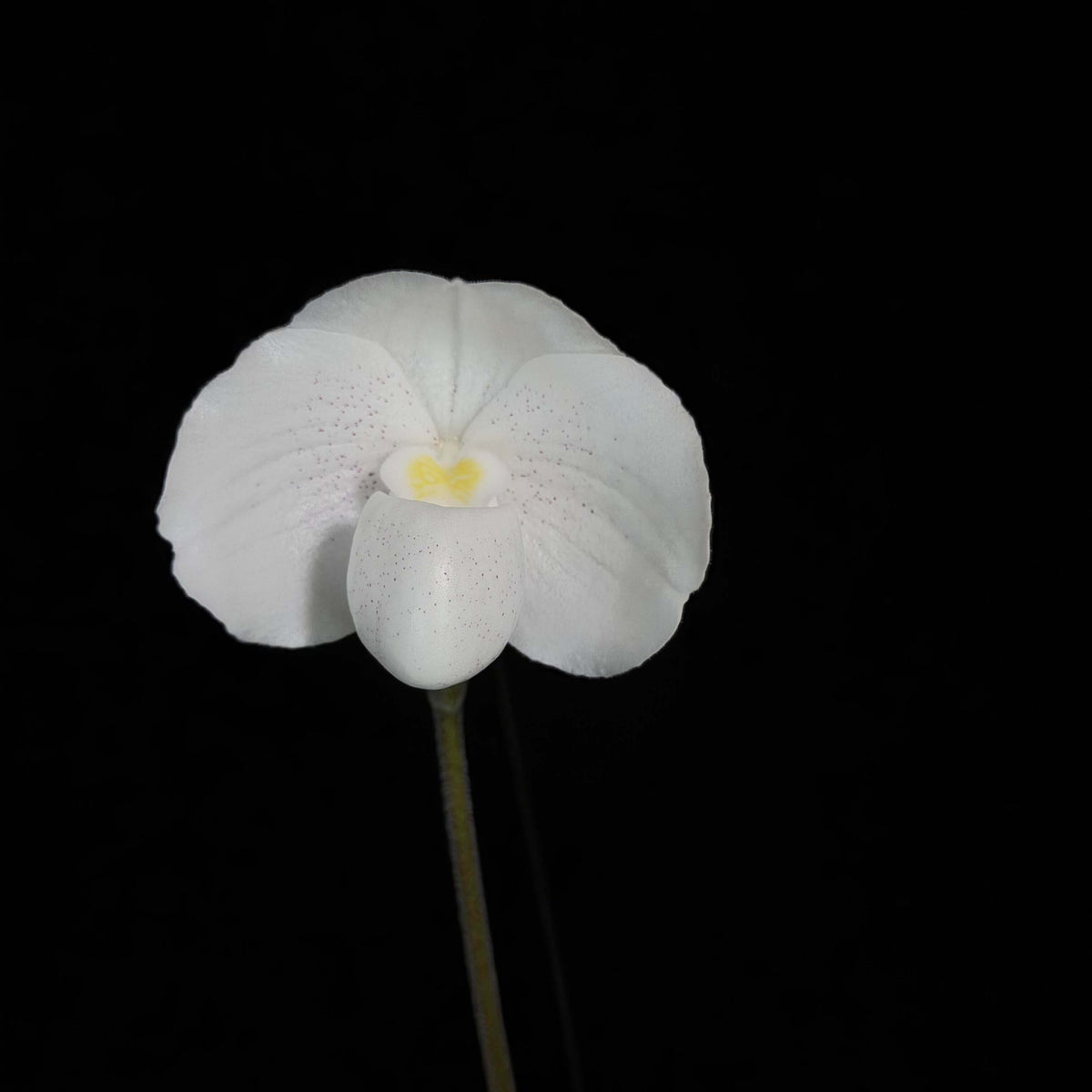 Paphiopedilum niveum is a compact Brachypetalum-section slipper orchid native from southern Thailand through Peninsular Malaysia, with populations on Borneo and nearby islands. It is a small, attractive species with 4–5 narrow, mottled green leaves, often showing purple coloration beneath. The flowers are predominantly white, usually marked with fine purple to reddish-purple spots, and have a rounded, fleshy appearance characteristic of the Brachypetalum group.
