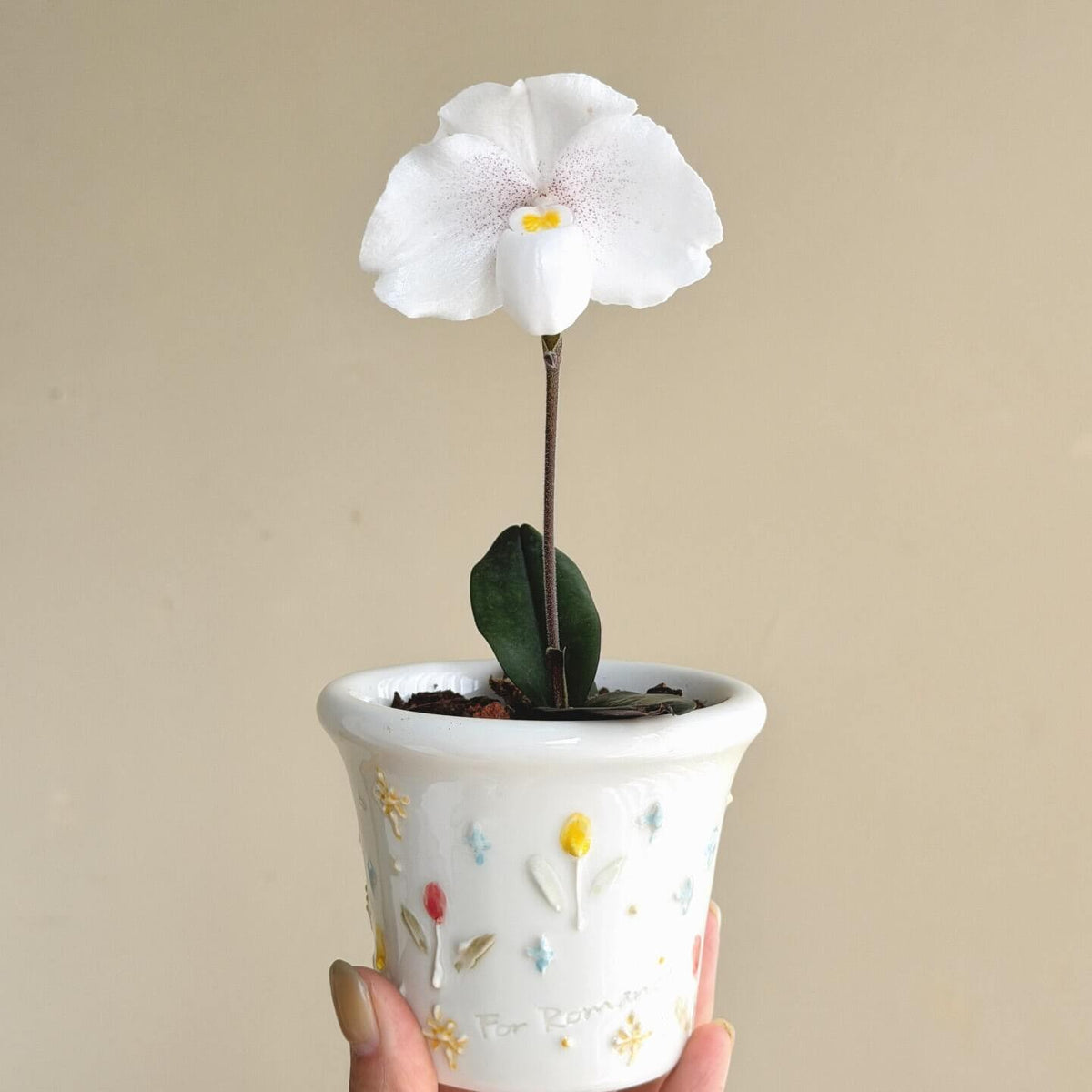 Paphiopedilum niveum is a compact Brachypetalum-section slipper orchid native from southern Thailand through Peninsular Malaysia, with populations on Borneo and nearby islands. It is a small, attractive species with 4–5 narrow, mottled green leaves, often showing purple coloration beneath. The flowers are predominantly white, usually marked with fine purple to reddish-purple spots, and have a rounded, fleshy appearance characteristic of the Brachypetalum group.
