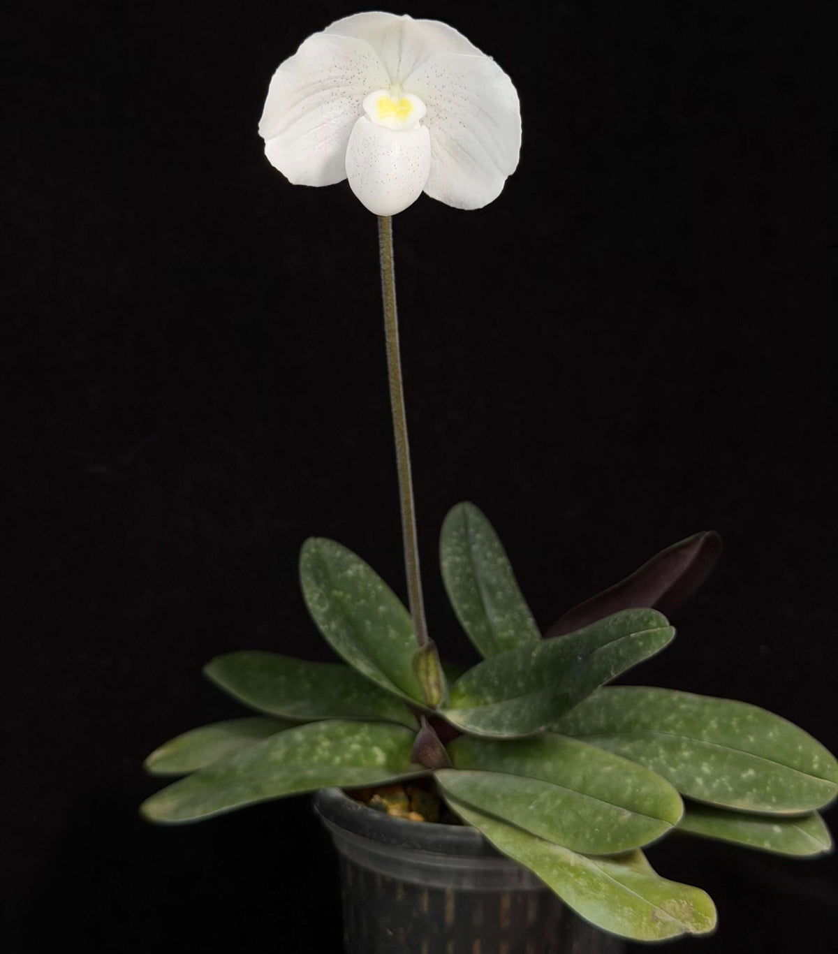 Paphiopedilum niveum is a compact Brachypetalum-section slipper orchid native from southern Thailand through Peninsular Malaysia, with populations on Borneo and nearby islands. It is a small, attractive species with 4–5 narrow, mottled green leaves, often showing purple coloration beneath. The flowers are predominantly white, usually marked with fine purple to reddish-purple spots, and have a rounded, fleshy appearance characteristic of the Brachypetalum group.