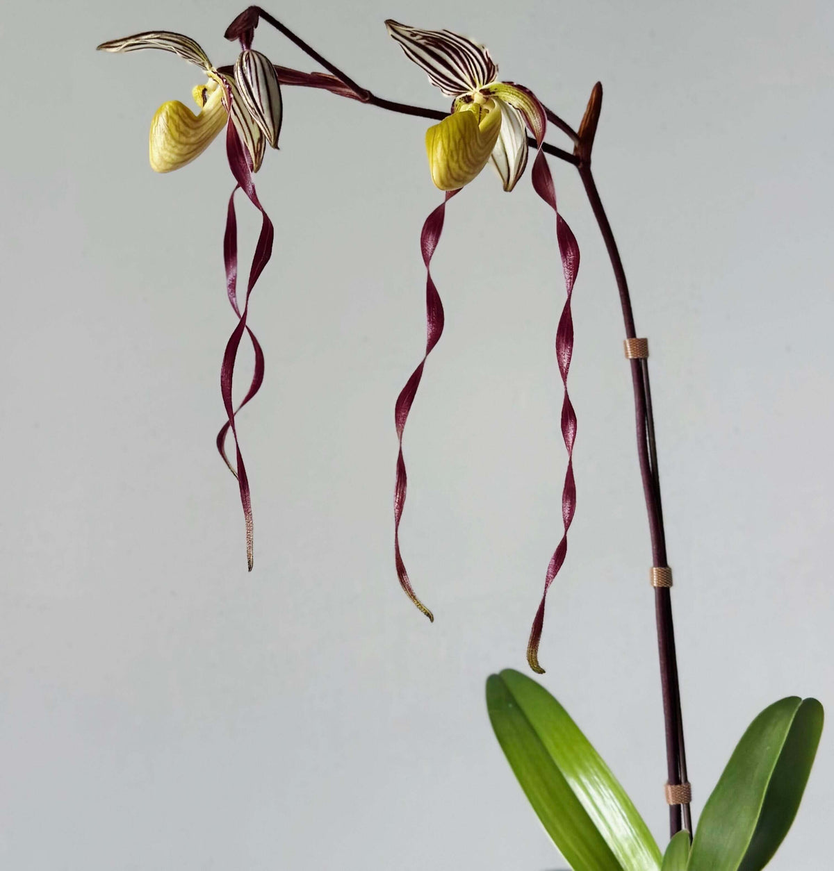 Paphiopedilum philippinense (Rchb.f.) Stein is a striking multifloral, warm-growing Paphiopedilum native to the Philippines and northern Borneo. It grows from sea level to around 500 m, often on limestone, in leaf litter, rocky areas and sometimes on trees, including relatively exposed locations. The plant forms large fans of thick, strap-shaped green leaves and produces an erect, branching inflorescence carrying multiple flowers simultaneously.