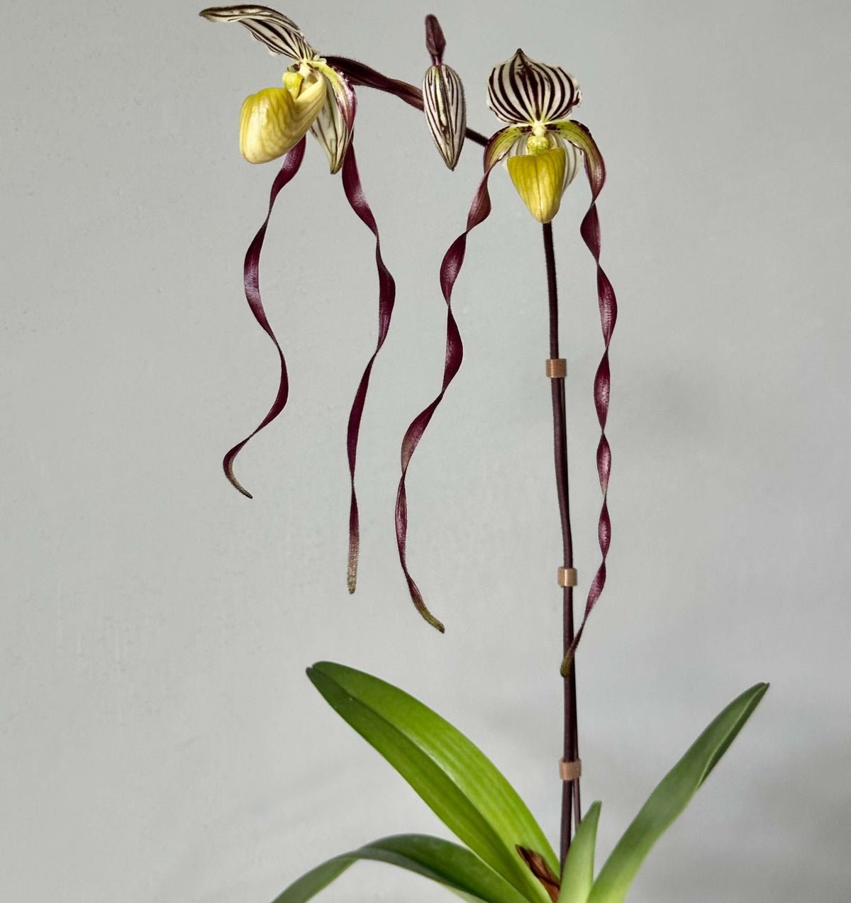 Paphiopedilum philippinense (Rchb.f.) Stein is a striking multifloral, warm-growing Paphiopedilum native to the Philippines and northern Borneo. It grows from sea level to around 500 m, often on limestone, in leaf litter, rocky areas and sometimes on trees, including relatively exposed locations. The plant forms large fans of thick, strap-shaped green leaves and produces an erect, branching inflorescence carrying multiple flowers simultaneously.