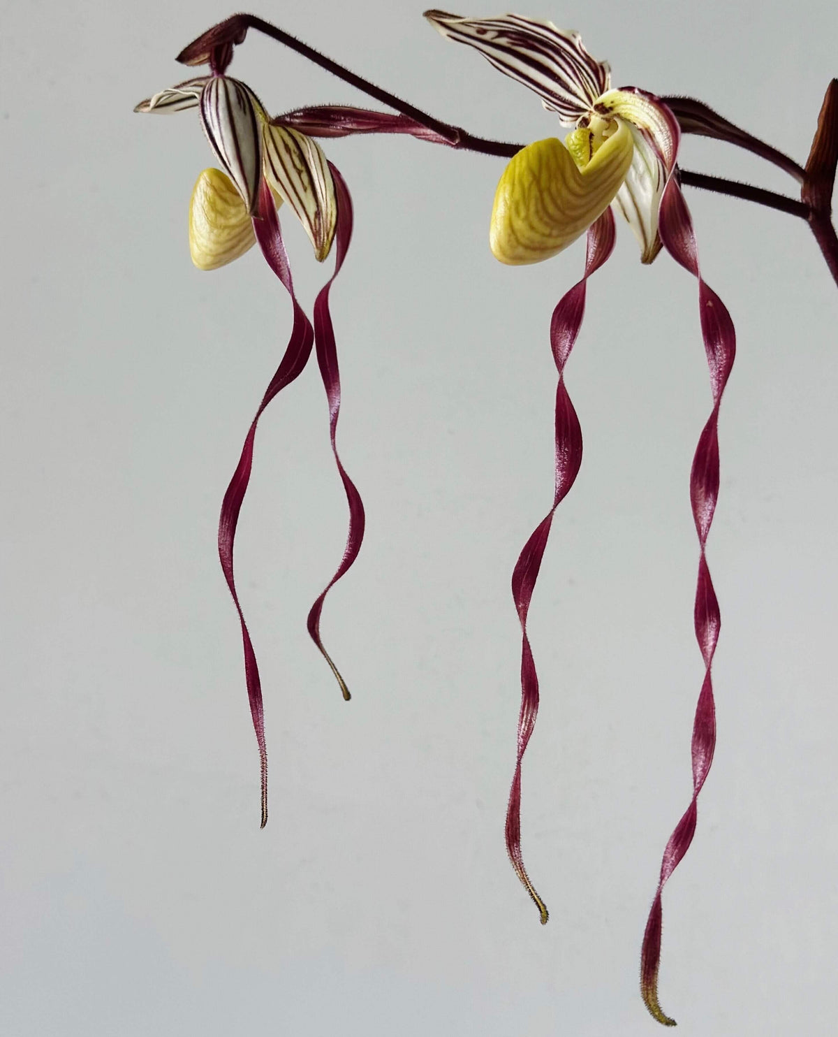 Paphiopedilum philippinense (Rchb.f.) Stein is a striking multifloral, warm-growing Paphiopedilum native to the Philippines and northern Borneo. It grows from sea level to around 500 m, often on limestone, in leaf litter, rocky areas and sometimes on trees, including relatively exposed locations. The plant forms large fans of thick, strap-shaped green leaves and produces an erect, branching inflorescence carrying multiple flowers simultaneously.