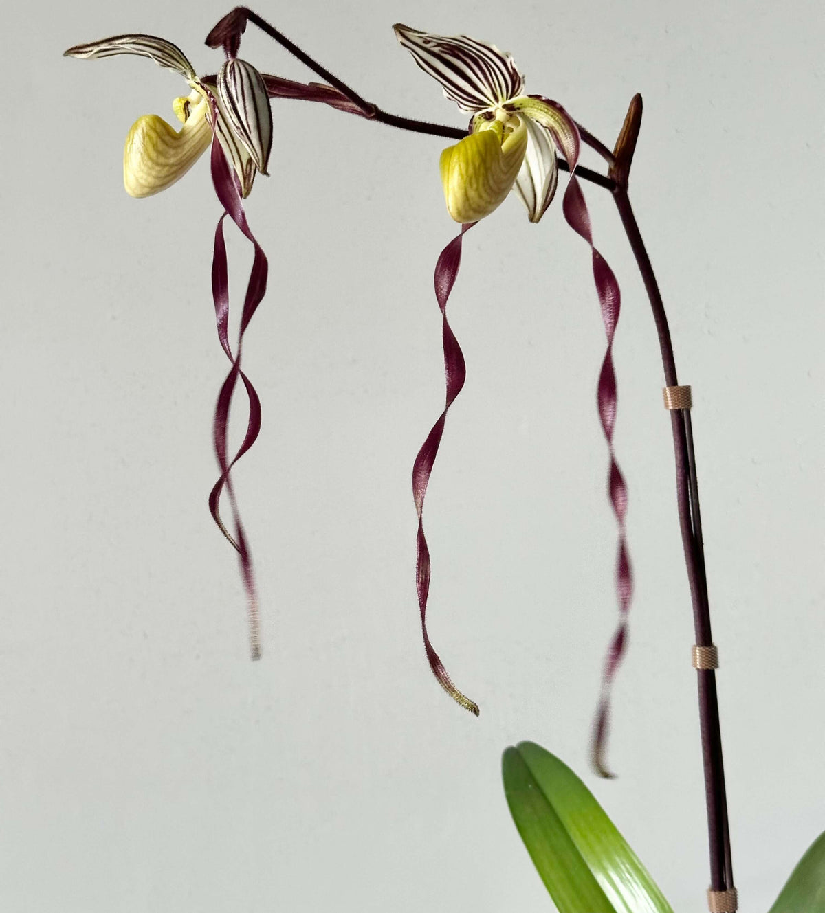 Paphiopedilum philippinense (Rchb.f.) Stein is a striking multifloral, warm-growing Paphiopedilum native to the Philippines and northern Borneo. It grows from sea level to around 500 m, often on limestone, in leaf litter, rocky areas and sometimes on trees, including relatively exposed locations. The plant forms large fans of thick, strap-shaped green leaves and produces an erect, branching inflorescence carrying multiple flowers simultaneously.