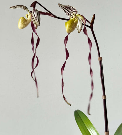 Paphiopedilum philippinense (Rchb.f.) Stein is a striking multifloral, warm-growing Paphiopedilum native to the Philippines and northern Borneo. It grows from sea level to around 500 m, often on limestone, in leaf litter, rocky areas and sometimes on trees, including relatively exposed locations. The plant forms large fans of thick, strap-shaped green leaves and produces an erect, branching inflorescence carrying multiple flowers simultaneously.