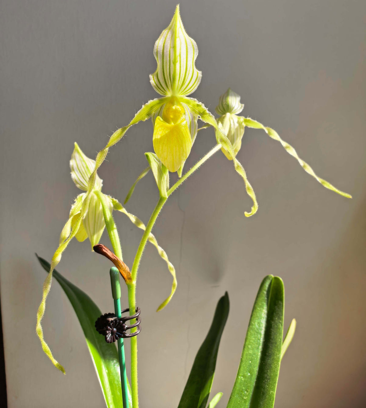 Paphiopedilum philippinense ‘Alba’