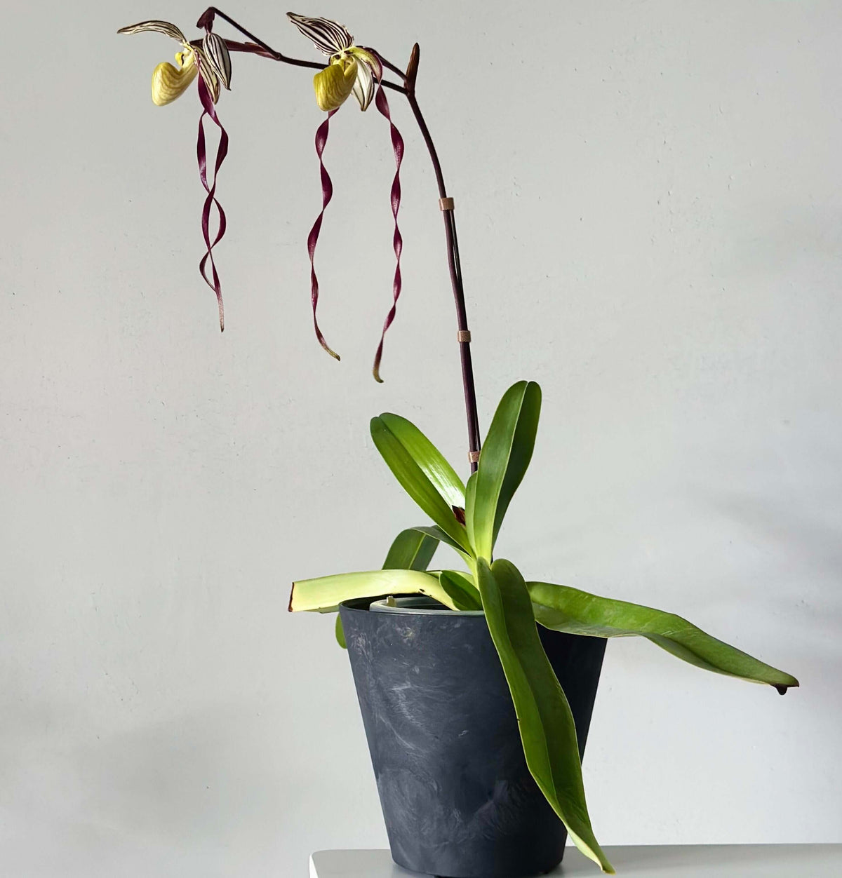 Paphiopedilum philippinense (Rchb.f.) Stein is a striking multifloral, warm-growing Paphiopedilum native to the Philippines and northern Borneo. It grows from sea level to around 500 m, often on limestone, in leaf litter, rocky areas and sometimes on trees, including relatively exposed locations. The plant forms large fans of thick, strap-shaped green leaves and produces an erect, branching inflorescence carrying multiple flowers simultaneously.