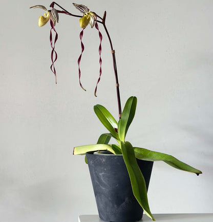 Paphiopedilum philippinense (Rchb.f.) Stein is a striking multifloral, warm-growing Paphiopedilum native to the Philippines and northern Borneo. It grows from sea level to around 500 m, often on limestone, in leaf litter, rocky areas and sometimes on trees, including relatively exposed locations. The plant forms large fans of thick, strap-shaped green leaves and produces an erect, branching inflorescence carrying multiple flowers simultaneously.