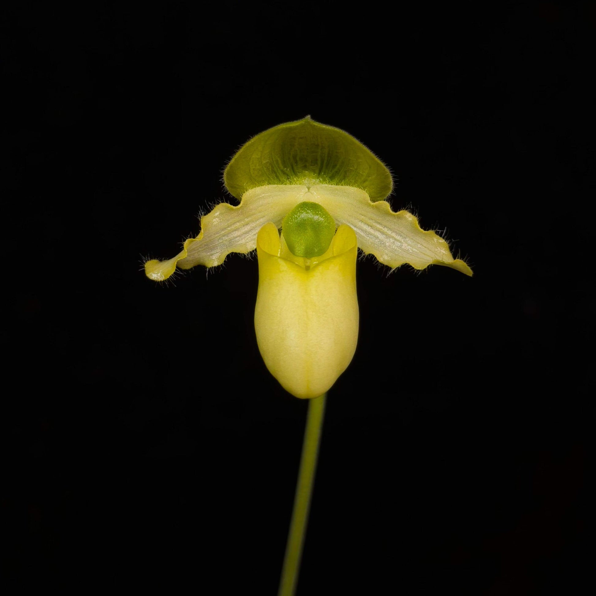 Paphiopedilum primulinum is a charming and highly distinctive slipper orchid species native to Sumatra, valued for its unique sequential blooming habit. Unlike many Paphiopedilums that produce a single flower, this species develops a multi-flowered spike where small, bright yellow blooms open one after another over an extended period, sometimes lasting for months.