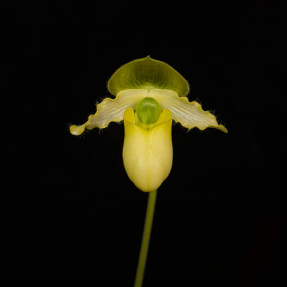 Paphiopedilum primulinum is a charming and highly distinctive slipper orchid species native to Sumatra, valued for its unique sequential blooming habit. Unlike many Paphiopedilums that produce a single flower, this species develops a multi-flowered spike where small, bright yellow blooms open one after another over an extended period, sometimes lasting for months.