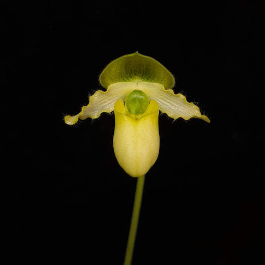 Paphiopedilum primulinum is a charming and highly distinctive slipper orchid species native to Sumatra, valued for its unique sequential blooming habit. Unlike many Paphiopedilums that produce a single flower, this species develops a multi-flowered spike where small, bright yellow blooms open one after another over an extended period, sometimes lasting for months.