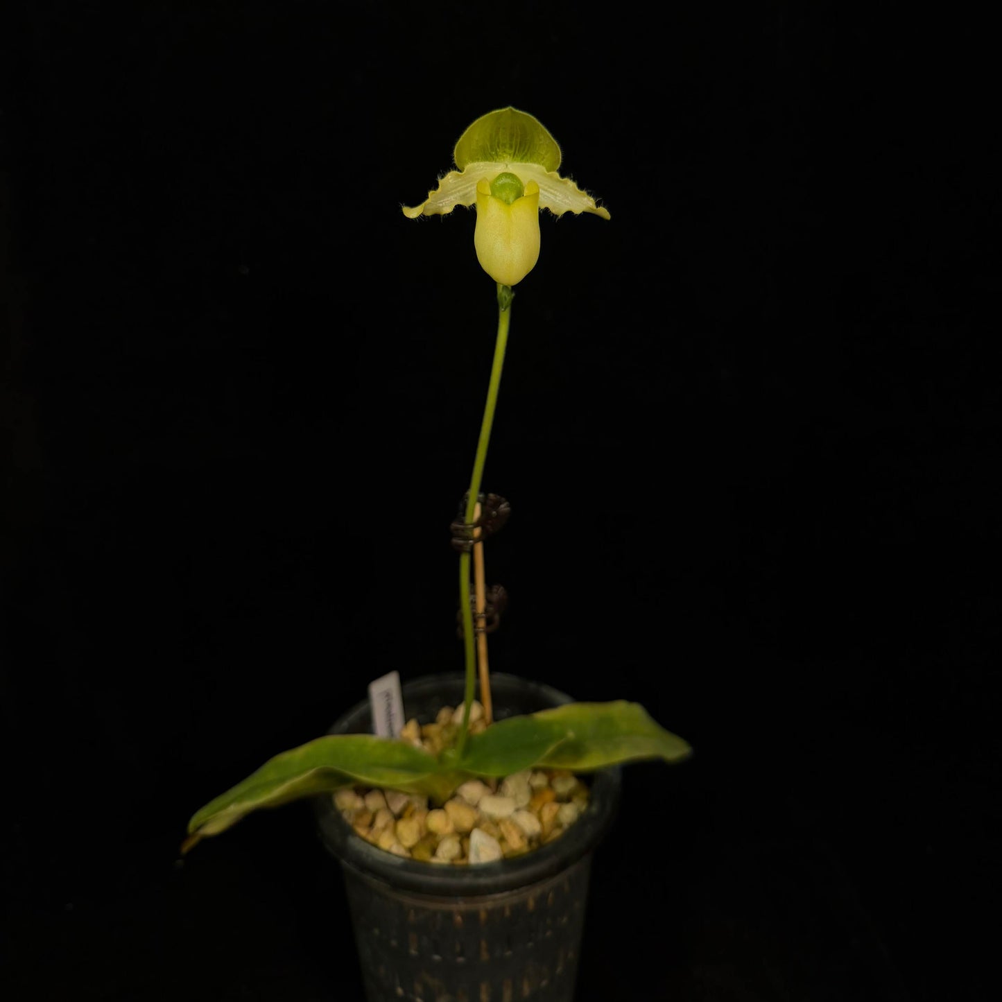 Paphiopedilum primulinum is a charming and highly distinctive slipper orchid species native to Sumatra, valued for its unique sequential blooming habit. Unlike many Paphiopedilums that produce a single flower, this species develops a multi-flowered spike where small, bright yellow blooms open one after another over an extended period, sometimes lasting for months.