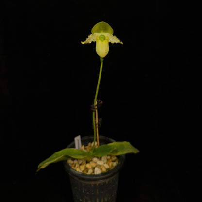 Paphiopedilum primulinum is a charming and highly distinctive slipper orchid species native to Sumatra, valued for its unique sequential blooming habit. Unlike many Paphiopedilums that produce a single flower, this species develops a multi-flowered spike where small, bright yellow blooms open one after another over an extended period, sometimes lasting for months.