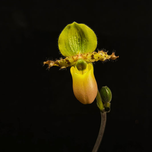 Paphiopedilum primulinum var. purpurascens is a colorful and less common form of Paphiopedilum primulinum, differing from the typical yellow “flavum” type by its richer, more complex coloration. Instead of bright yellow flowers, this variety displays greenish to bronze-toned blooms with noticeable pink to purple suffusion, especially on the pouch and sometimes along the petals.