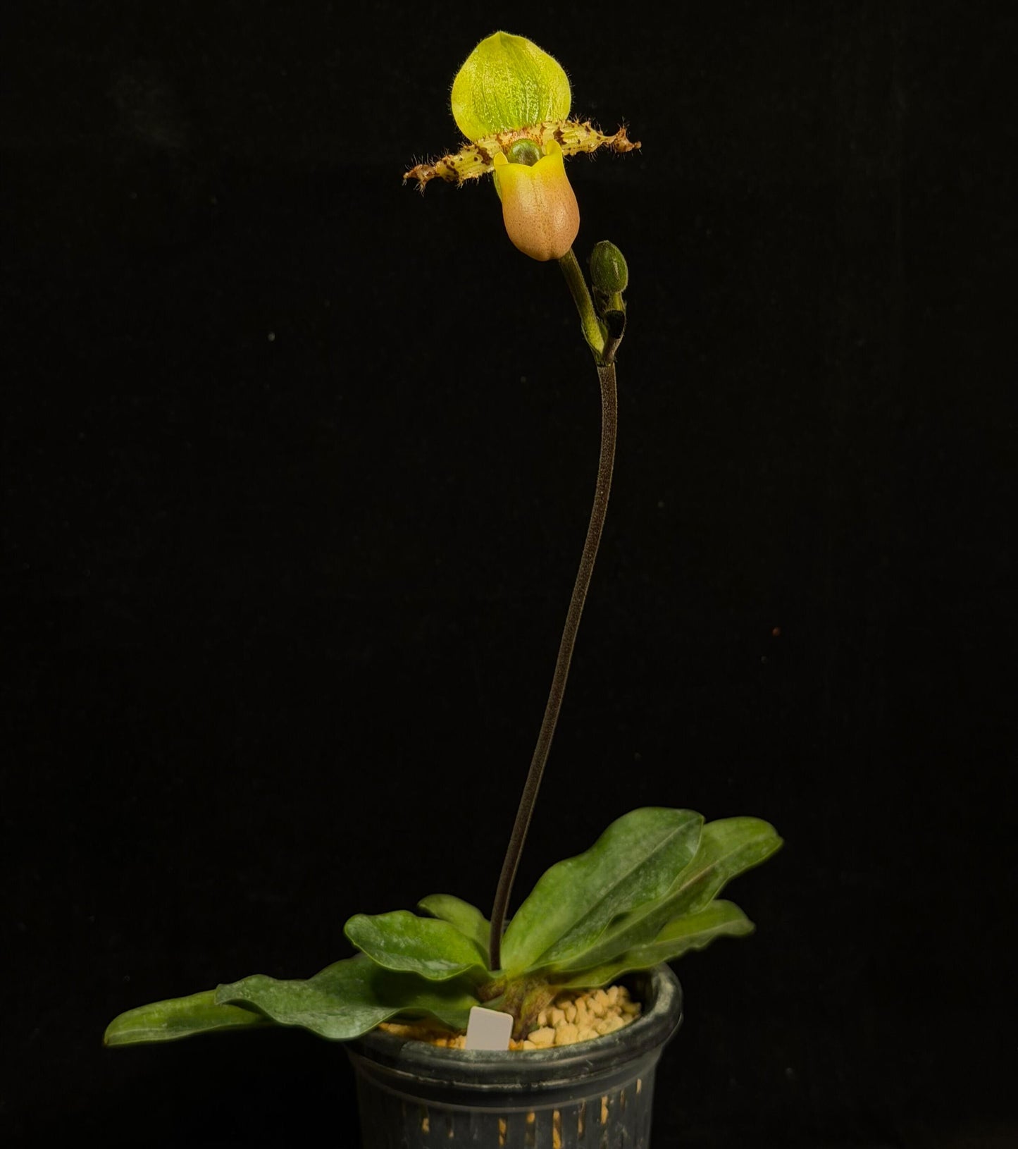 Paphiopedilum primulinum var. purpurascens is a colorful and less common form of Paphiopedilum primulinum, differing from the typical yellow “flavum” type by its richer, more complex coloration. Instead of bright yellow flowers, this variety displays greenish to bronze-toned blooms with noticeable pink to purple suffusion, especially on the pouch and sometimes along the petals.