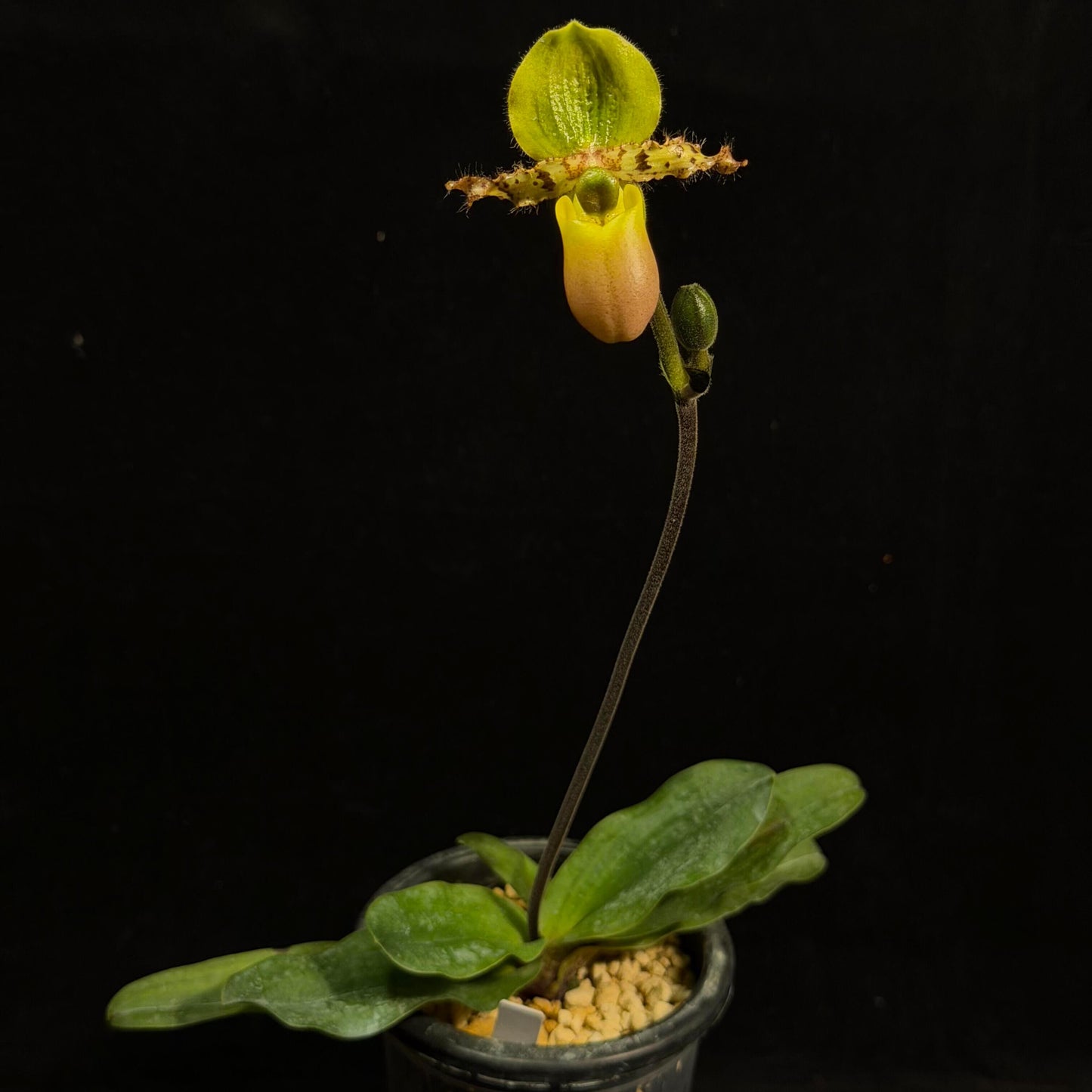 Paphiopedilum primulinum var. purpurascens is a colorful and less common form of Paphiopedilum primulinum, differing from the typical yellow “flavum” type by its richer, more complex coloration. Instead of bright yellow flowers, this variety displays greenish to bronze-toned blooms with noticeable pink to purple suffusion, especially on the pouch and sometimes along the petals.