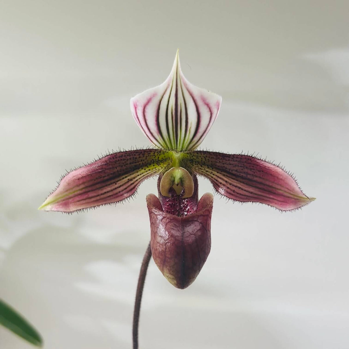 Paphiopedilum purpuratum (Lindl.) Stein is a small, cool-growing Paphiopedilum native to southern China and northern Vietnam, including Hong Kong. It grows mainly on mossy rocks, stony ground and humus-rich forest floors, often in shaded locations near streams. It is especially attractive for its mottled green foliage and strongly contrasting purple-red flowers.