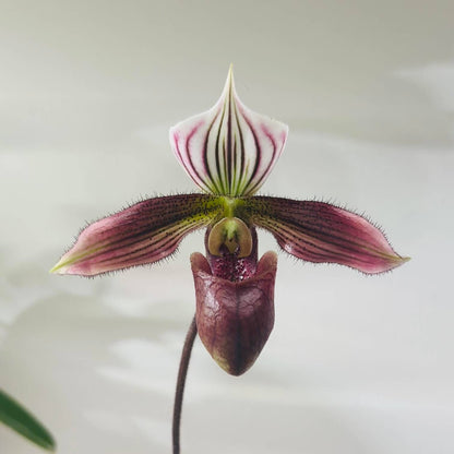 Paphiopedilum purpuratum (Lindl.) Stein is a small, cool-growing Paphiopedilum native to southern China and northern Vietnam, including Hong Kong. It grows mainly on mossy rocks, stony ground and humus-rich forest floors, often in shaded locations near streams. It is especially attractive for its mottled green foliage and strongly contrasting purple-red flowers.