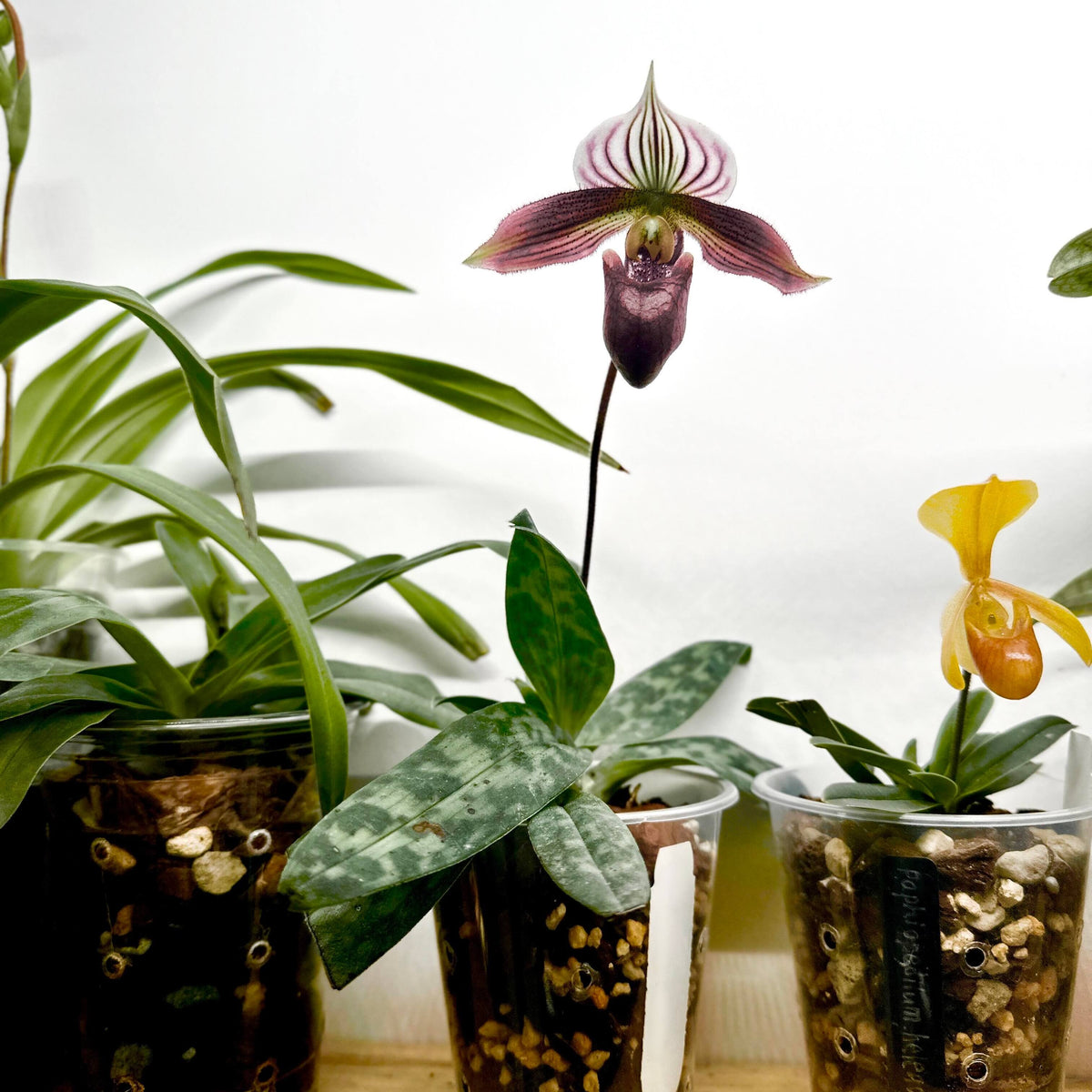 Paphiopedilum purpuratum (Lindl.) Stein is a small, cool-growing Paphiopedilum native to southern China and northern Vietnam, including Hong Kong. It grows mainly on mossy rocks, stony ground and humus-rich forest floors, often in shaded locations near streams. It is especially attractive for its mottled green foliage and strongly contrasting purple-red flowers.