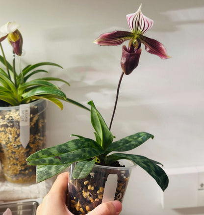 Paphiopedilum purpuratum (Lindl.) Stein is a small, cool-growing Paphiopedilum native to southern China and northern Vietnam, including Hong Kong. It grows mainly on mossy rocks, stony ground and humus-rich forest floors, often in shaded locations near streams. It is especially attractive for its mottled green foliage and strongly contrasting purple-red flowers.