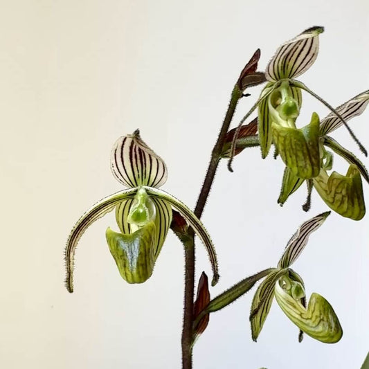 Paphiopedilum randsii is a distinctive multifloral slipper orchid species native to the Philippines, particularly the island of Mindanao, where it grows on the forest floor in warm, humid conditions. It produces several flowers on a single upright spike, each bloom displaying narrow, often twisted petals with green, brown, and sometimes striped tones, along with a characteristic pouch that may show pronounced “ear-like” lobes.