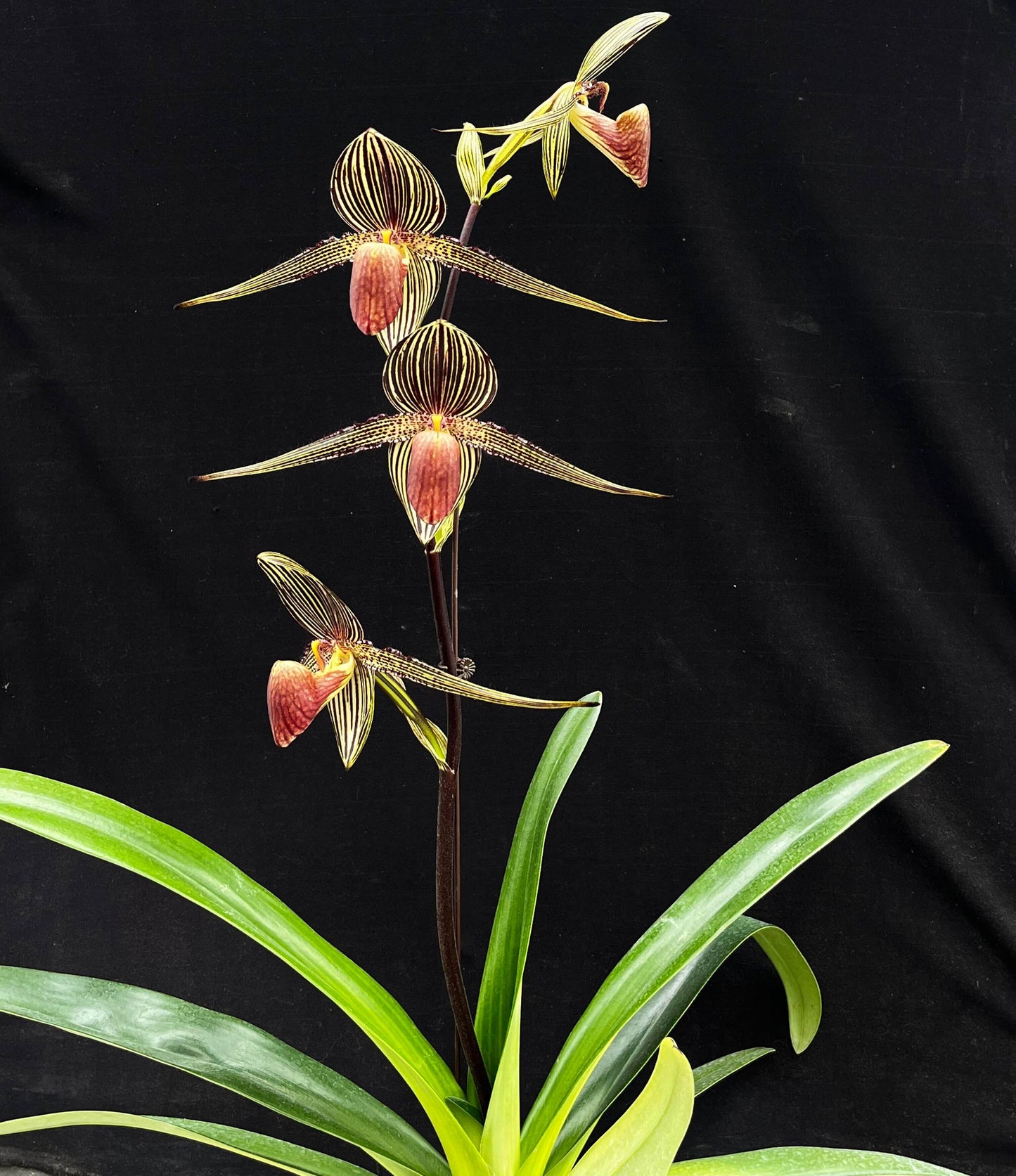 Paphiopedilum rothschildianum, often called the “King of Paphiopedilums” or “Gold of Kinabalu,” is one of the most iconic and highly prized slipper orchids in the world. Native to Mount Kinabalu in Borneo, it produces a tall, upright inflorescence bearing several large flowers with dramatically long, horizontally held petals marked in green, yellow, and dark red stripes. The flowers can be exceptionally wide and striking, giving the plant a bold architectural appearance.