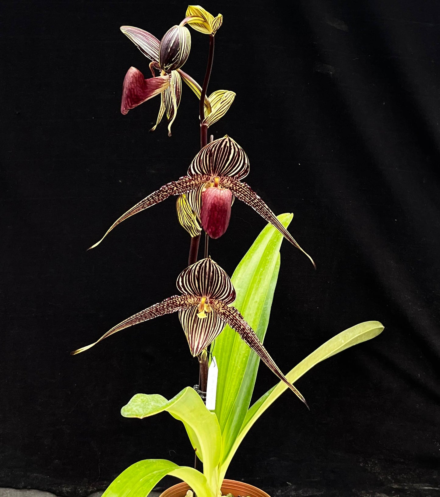 Paphiopedilum rothschildianum, often called the “King of Paphiopedilums” or “Gold of Kinabalu,” is one of the most iconic and highly prized slipper orchids in the world. Native to Mount Kinabalu in Borneo, it produces a tall, upright inflorescence bearing several large flowers with dramatically long, horizontally held petals marked in green, yellow, and dark red stripes. The flowers can be exceptionally wide and striking, giving the plant a bold architectural appearance.