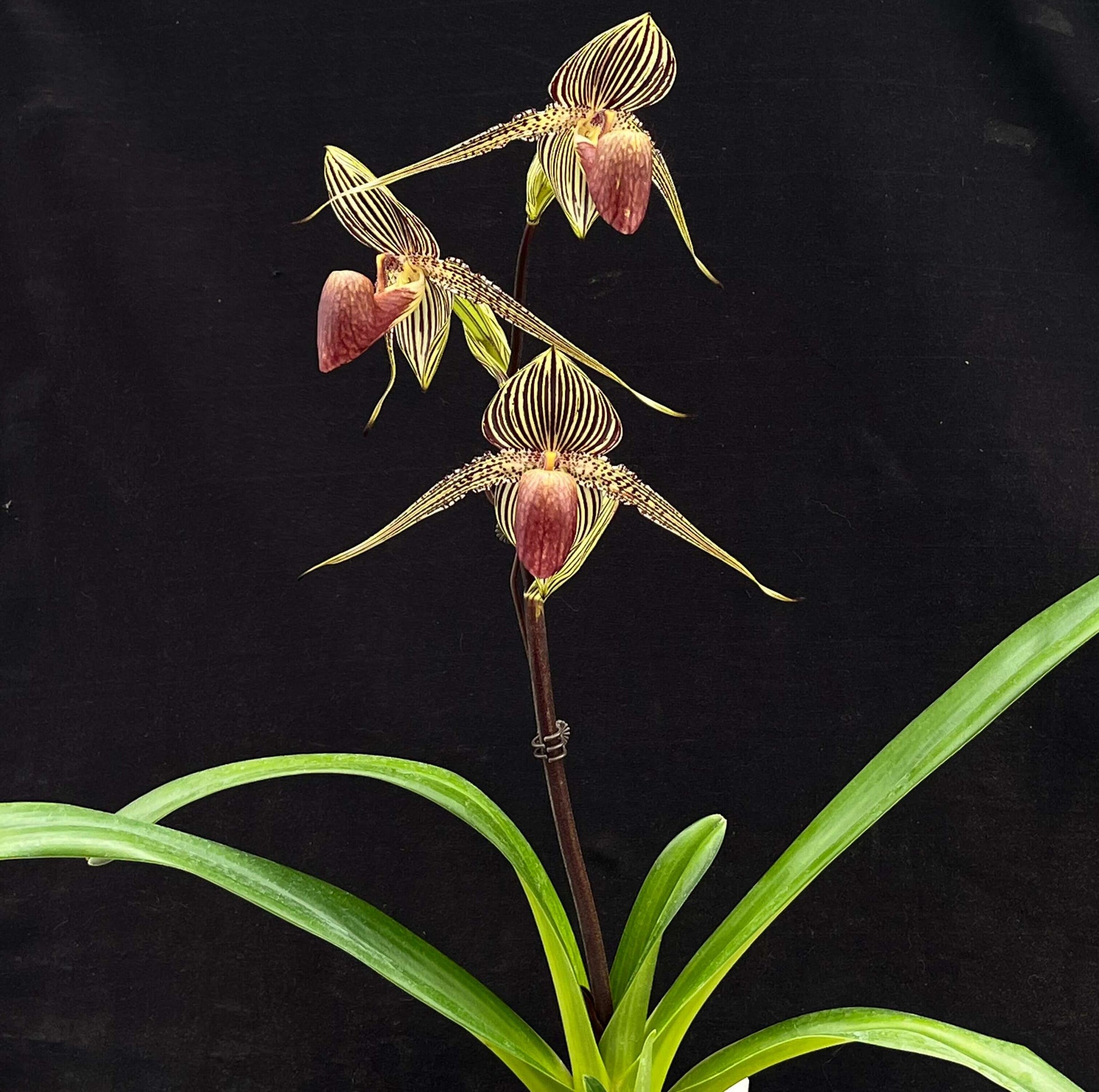Paphiopedilum rothschildianum, often called the “King of Paphiopedilums” or “Gold of Kinabalu,” is one of the most iconic and highly prized slipper orchids in the world. Native to Mount Kinabalu in Borneo, it produces a tall, upright inflorescence bearing several large flowers with dramatically long, horizontally held petals marked in green, yellow, and dark red stripes. The flowers can be exceptionally wide and striking, giving the plant a bold architectural appearance.