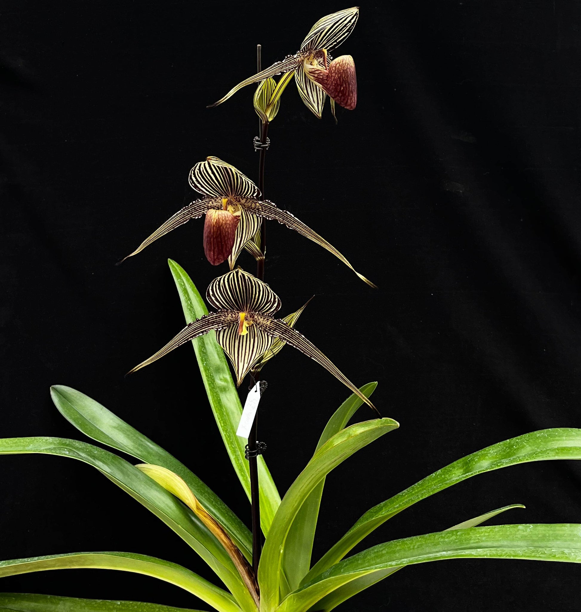 Paphiopedilum rothschildianum, often called the “King of Paphiopedilums” or “Gold of Kinabalu,” is one of the most iconic and highly prized slipper orchids in the world. Native to Mount Kinabalu in Borneo, it produces a tall, upright inflorescence bearing several large flowers with dramatically long, horizontally held petals marked in green, yellow, and dark red stripes. The flowers can be exceptionally wide and striking, giving the plant a bold architectural appearance.
