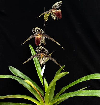 Paphiopedilum rothschildianum, often called the “King of Paphiopedilums” or “Gold of Kinabalu,” is one of the most iconic and highly prized slipper orchids in the world. Native to Mount Kinabalu in Borneo, it produces a tall, upright inflorescence bearing several large flowers with dramatically long, horizontally held petals marked in green, yellow, and dark red stripes. The flowers can be exceptionally wide and striking, giving the plant a bold architectural appearance.