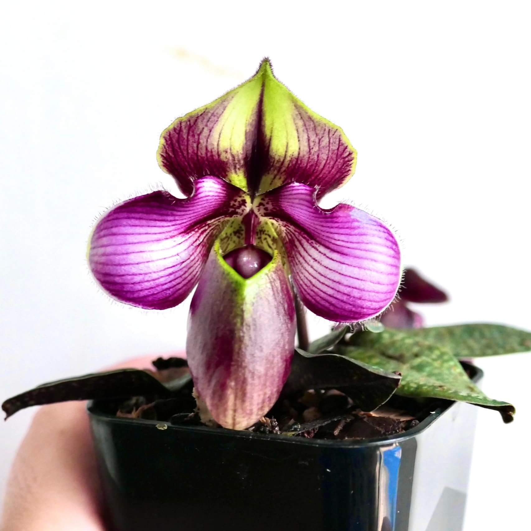 Paphiopedilum rungsuriyanum is a rare and unusual slipper orchid species discovered in northern Laos and formally described in 2014. It is notable for its miniature size and beautifully tessellated leaves, combined with a distinctive single flower that features a helmet-shaped pouch with a characteristic V-shaped opening. The petals often show fine red to purple veining over greenish tones, giving the flower a refined and slightly exotic appearance.