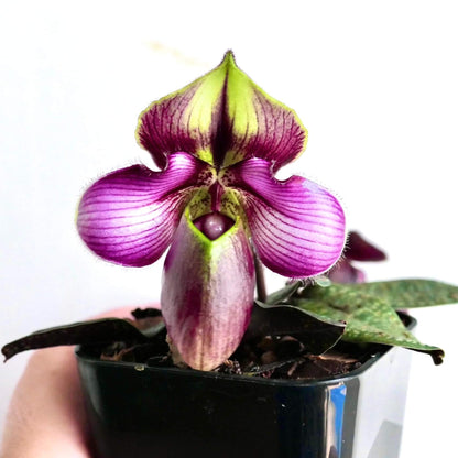 Paphiopedilum rungsuriyanum is a rare and unusual slipper orchid species discovered in northern Laos and formally described in 2014. It is notable for its miniature size and beautifully tessellated leaves, combined with a distinctive single flower that features a helmet-shaped pouch with a characteristic V-shaped opening. The petals often show fine red to purple veining over greenish tones, giving the flower a refined and slightly exotic appearance.