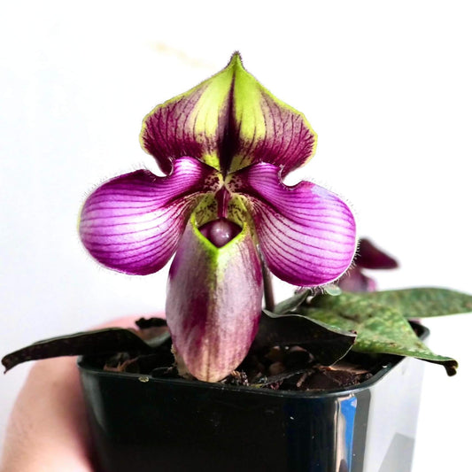 Paphiopedilum rungsuriyanum is a rare and unusual slipper orchid species discovered in northern Laos and formally described in 2014. It is notable for its miniature size and beautifully tessellated leaves, combined with a distinctive single flower that features a helmet-shaped pouch with a characteristic V-shaped opening. The petals often show fine red to purple veining over greenish tones, giving the flower a refined and slightly exotic appearance.