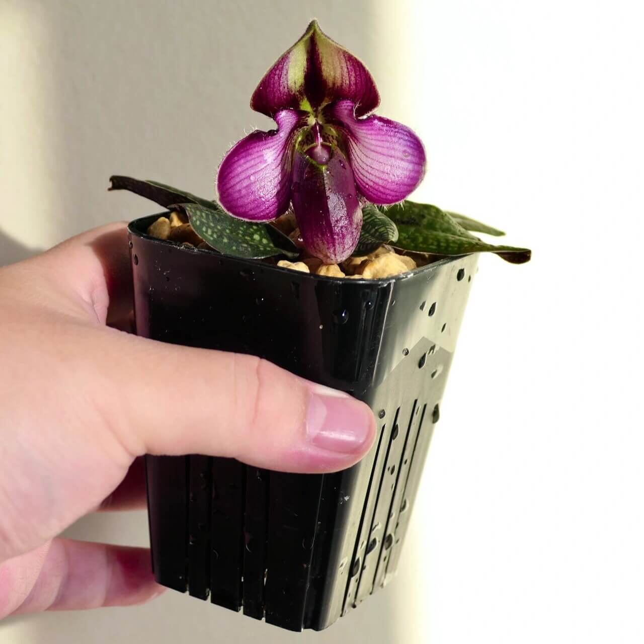 Paphiopedilum rungsuriyanum is a rare and unusual slipper orchid species discovered in northern Laos and formally described in 2014. It is notable for its miniature size and beautifully tessellated leaves, combined with a distinctive single flower that features a helmet-shaped pouch with a characteristic V-shaped opening. The petals often show fine red to purple veining over greenish tones, giving the flower a refined and slightly exotic appearance.