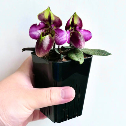 Paphiopedilum rungsuriyanum is a rare and unusual slipper orchid species discovered in northern Laos and formally described in 2014. It is notable for its miniature size and beautifully tessellated leaves, combined with a distinctive single flower that features a helmet-shaped pouch with a characteristic V-shaped opening. The petals often show fine red to purple veining over greenish tones, giving the flower a refined and slightly exotic appearance.