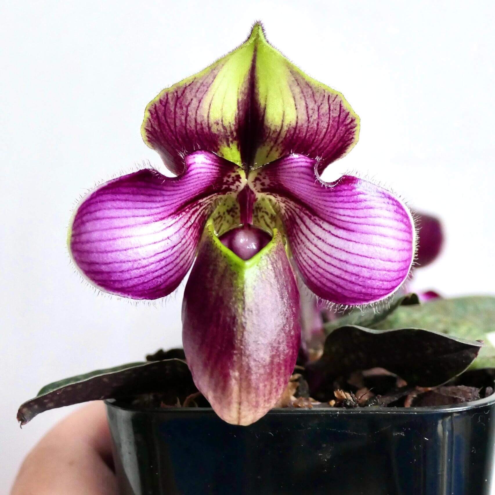Paphiopedilum rungsuriyanum is a rare and unusual slipper orchid species discovered in northern Laos and formally described in 2014. It is notable for its miniature size and beautifully tessellated leaves, combined with a distinctive single flower that features a helmet-shaped pouch with a characteristic V-shaped opening. The petals often show fine red to purple veining over greenish tones, giving the flower a refined and slightly exotic appearance.