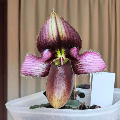 Paphiopedilum rungsuriyanum is a rare and unusual slipper orchid species discovered in northern Laos and formally described in 2014. It is notable for its miniature size and beautifully tessellated leaves, combined with a distinctive single flower that features a helmet-shaped pouch with a characteristic V-shaped opening. The petals often show fine red to purple veining over greenish tones, giving the flower a refined and slightly exotic appearance.
