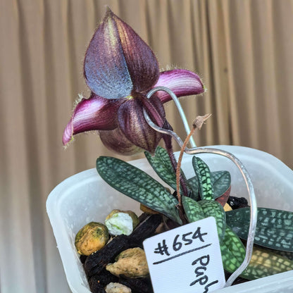 Paphiopedilum rungsuriyanum is a rare and unusual slipper orchid species discovered in northern Laos and formally described in 2014. It is notable for its miniature size and beautifully tessellated leaves, combined with a distinctive single flower that features a helmet-shaped pouch with a characteristic V-shaped opening. The petals often show fine red to purple veining over greenish tones, giving the flower a refined and slightly exotic appearance.